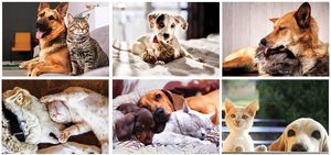 Furry Friends Spiral Wall Calendar