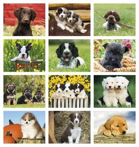Puppies 2026 Calendar