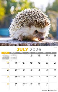 Jul -2026