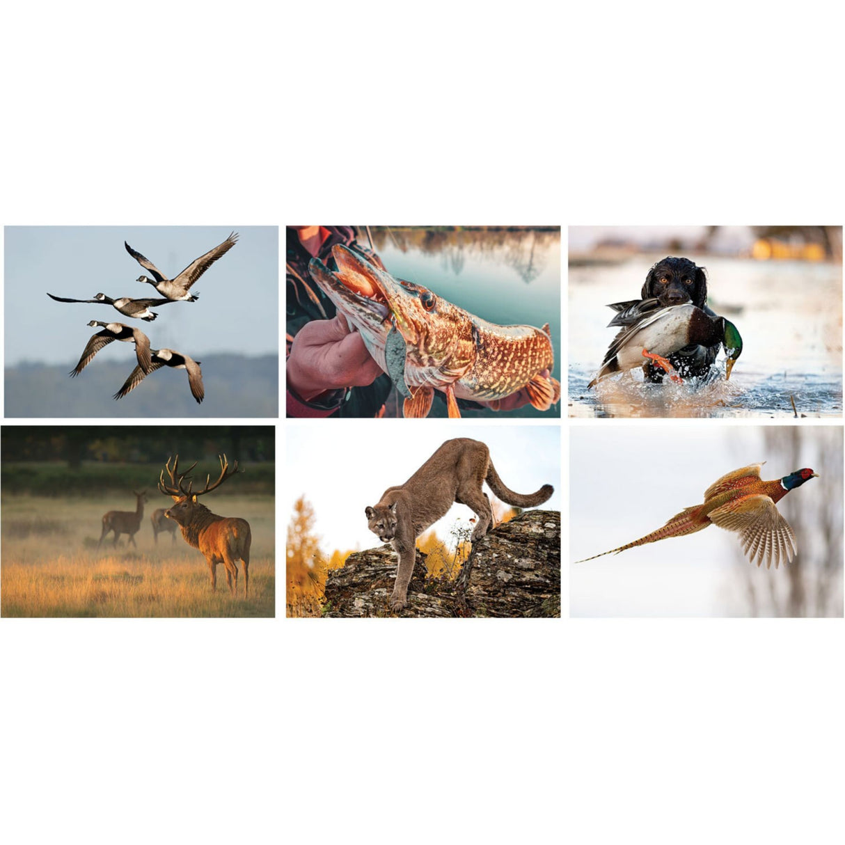 Full Colour Sportsman Spiral Wall Calendar