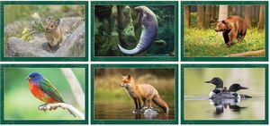 North American Wildlife Spiral Wall Calendar
