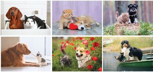 Furry Friends Desk Calendar
