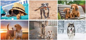 Full Colour Canine Companions Spiral Wall Calendar