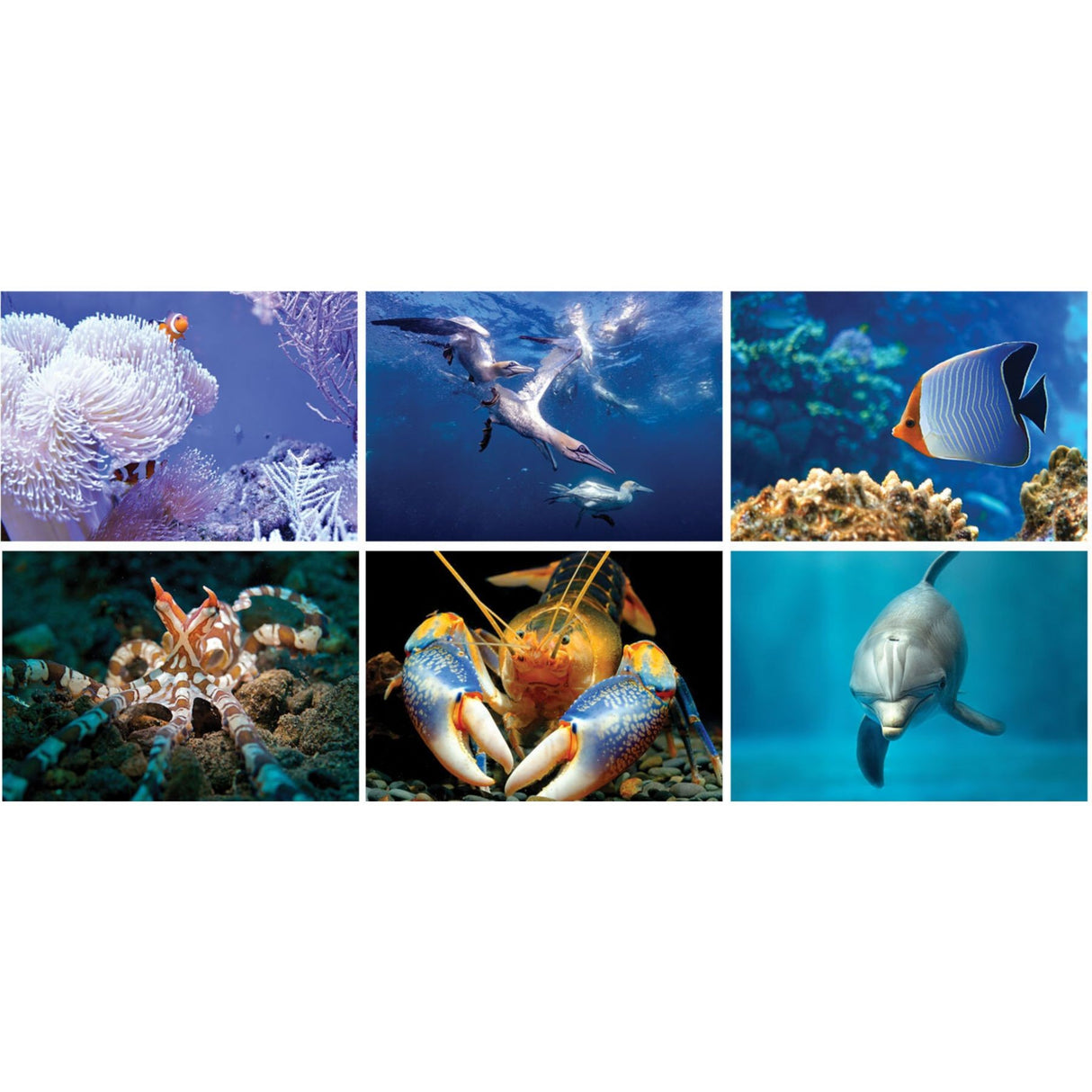 Underwater World Spiral Wall Calendar