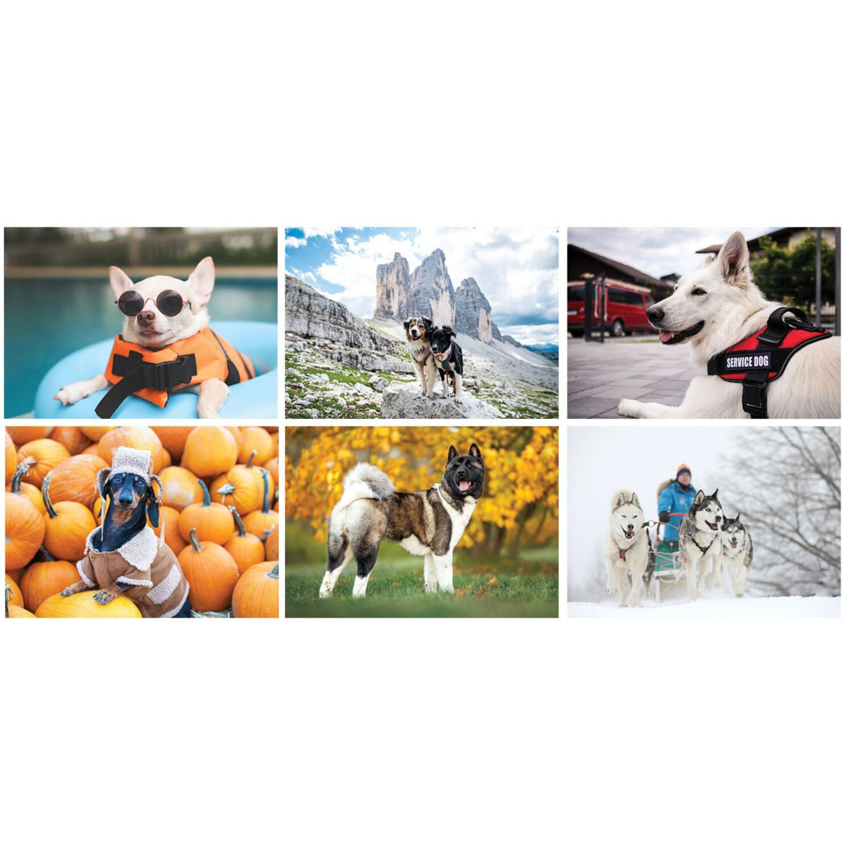 Full Colour Canine Companions Spiral Wall Calendar