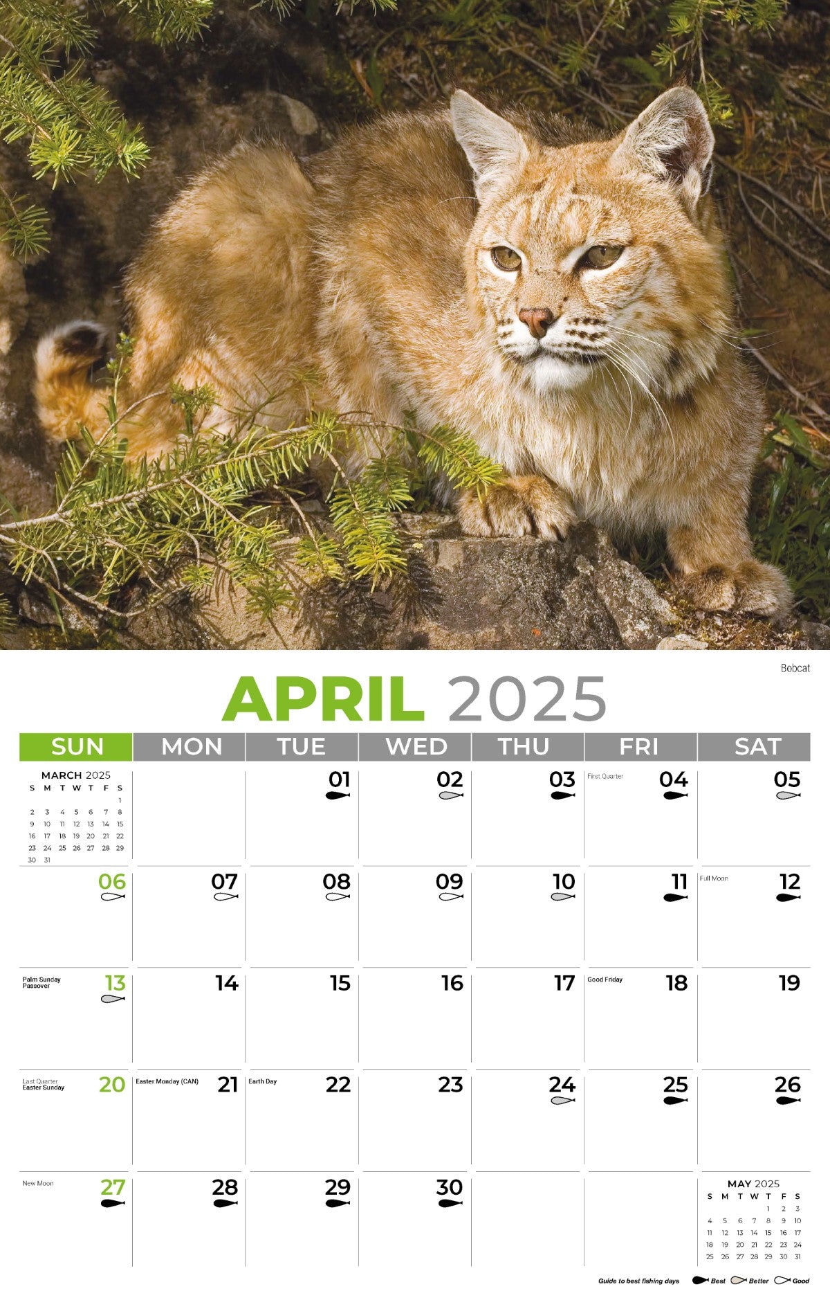 Galleria Wall Calendar 2025 North American Wildlife