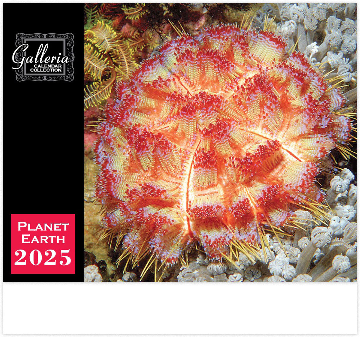 Galleria Wall Calendar 2025 Planet Earth Calendar