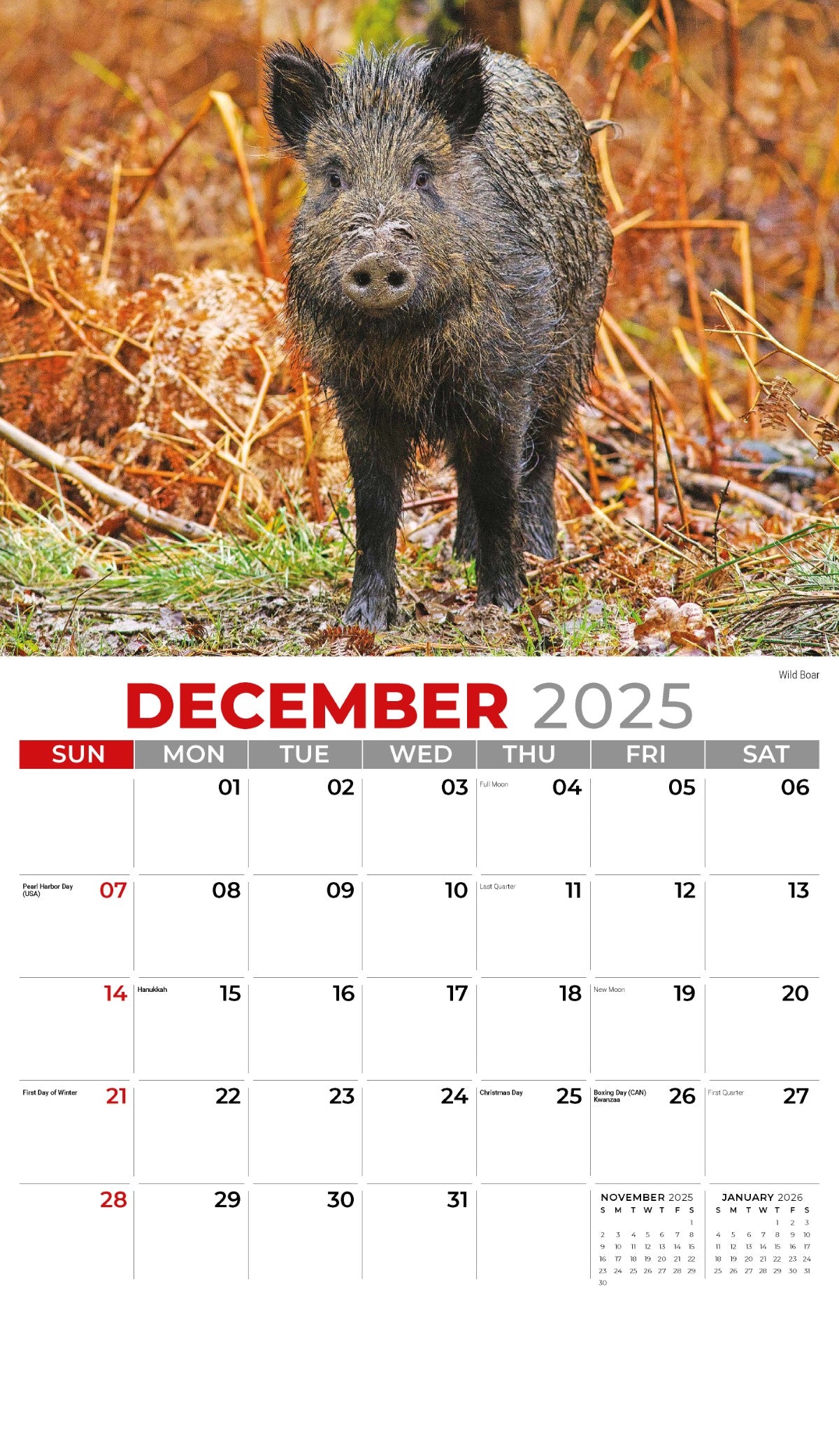 Galleria Wall Calendar 2025 International Wildlife