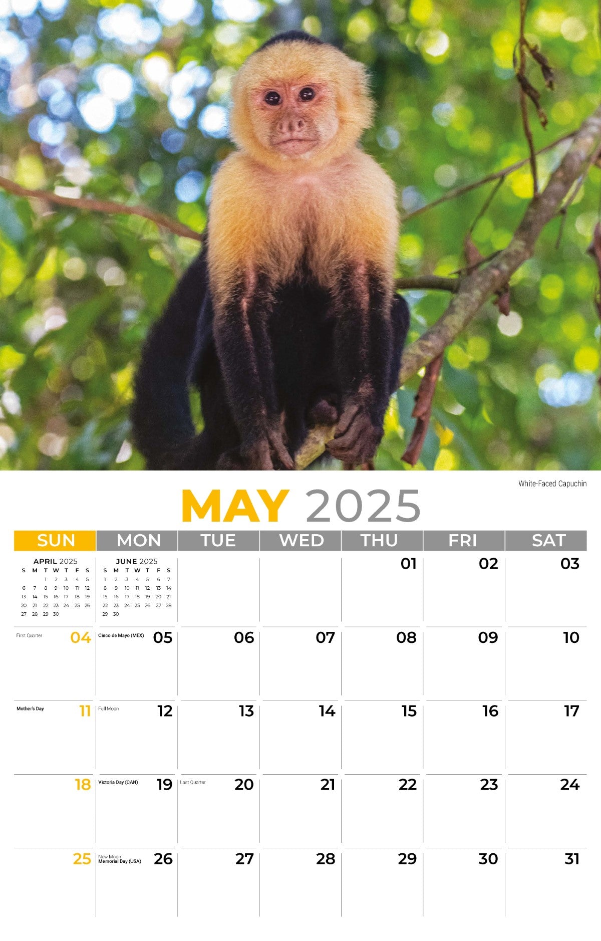 Galleria Wall Calendar 2025 International Wildlife