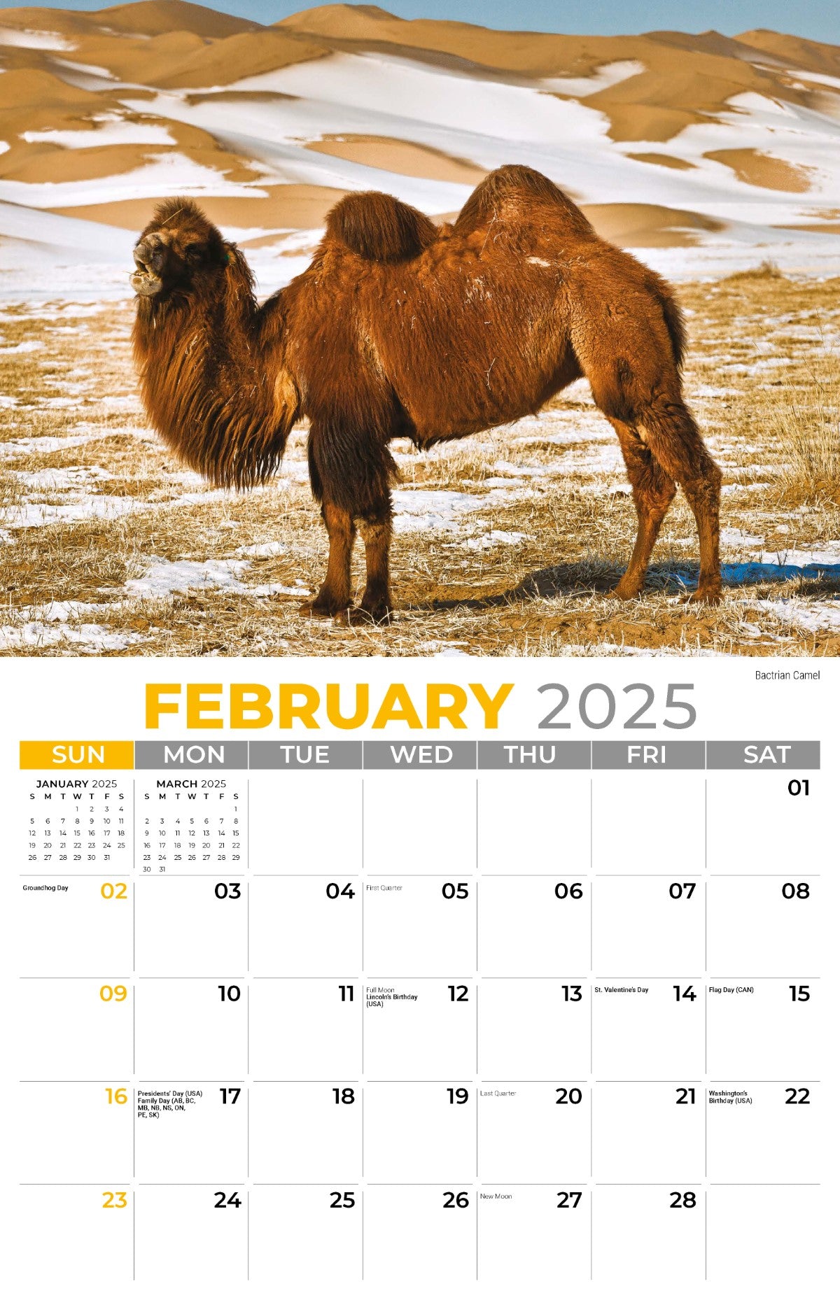 Galleria Wall Calendar 2025 International Wildlife