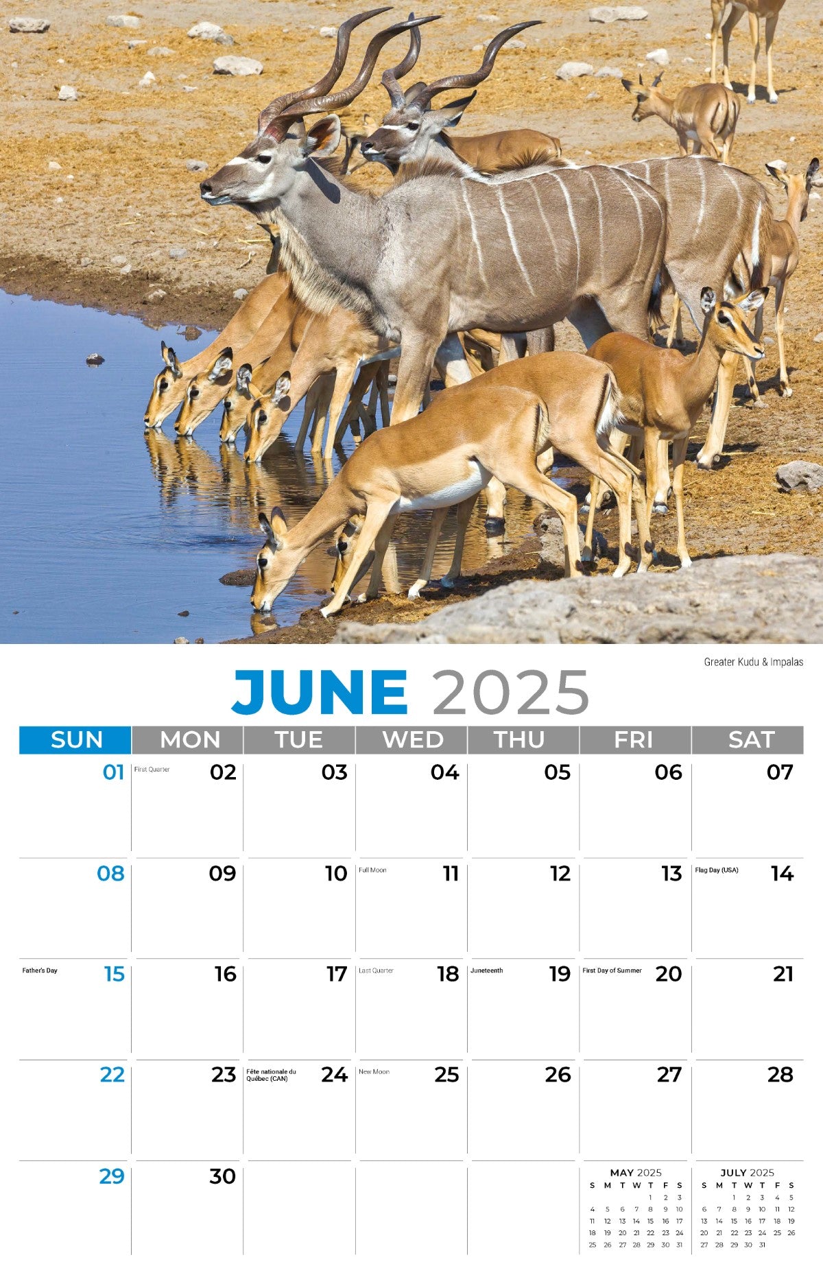 Galleria Wall Calendar 2025 International Wildlife