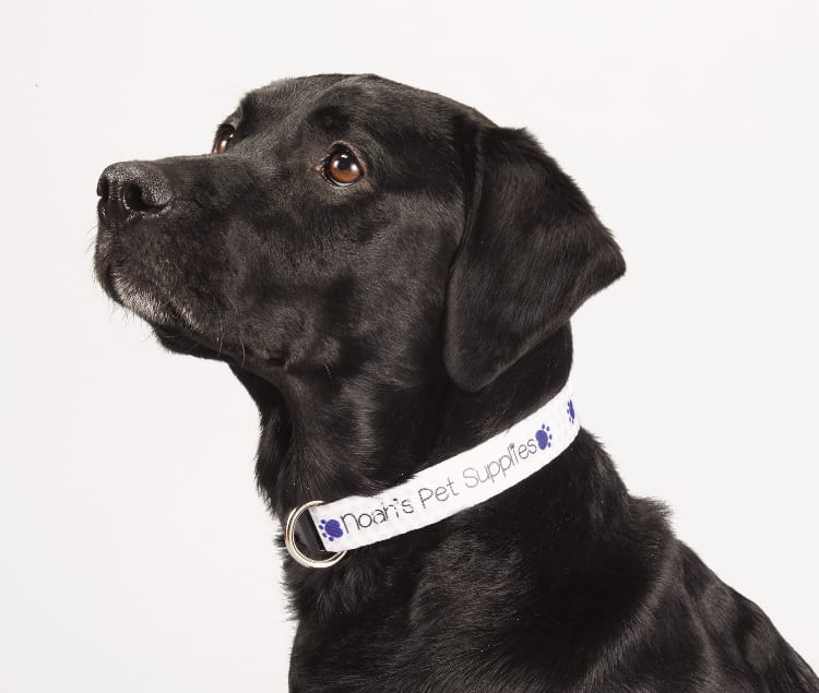 Full Color 1" Wide Adjustable Pet Collar