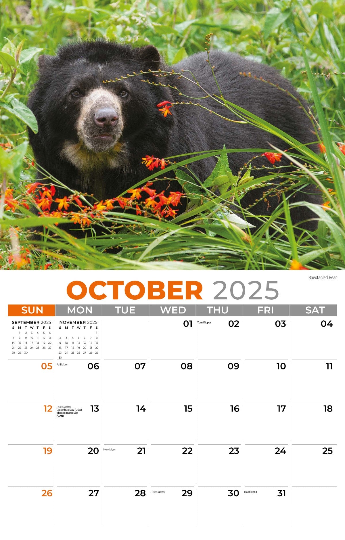 Galleria Wall Calendar 2025 International Wildlife