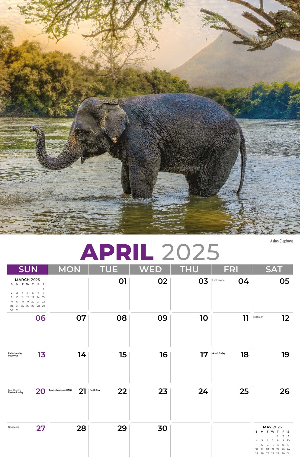 Galleria Wall Calendar 2025 International Wildlife