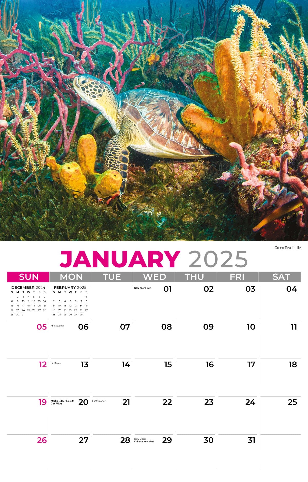 Galleria Wall Calendar 2025 International Wildlife