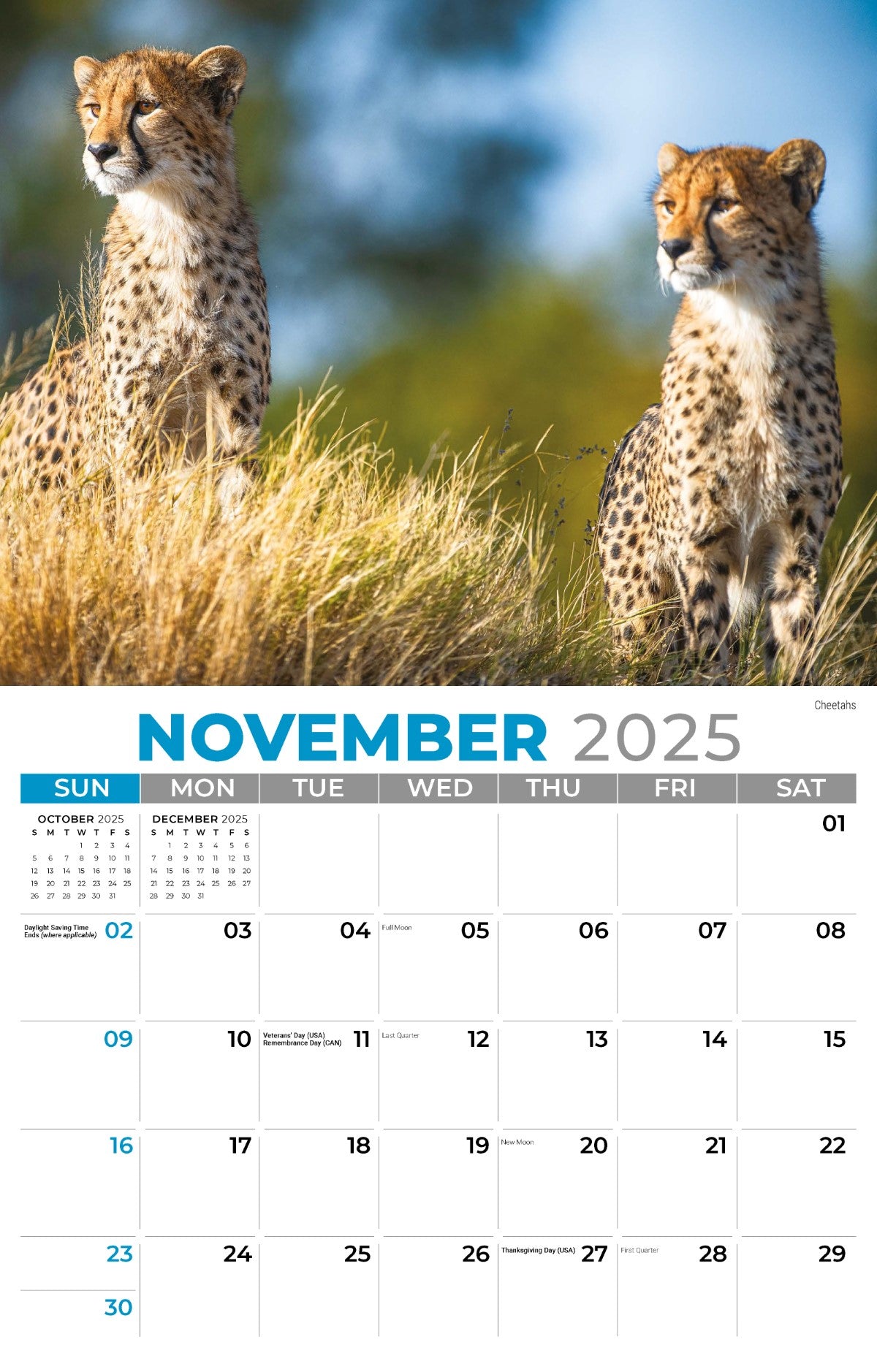 Galleria Wall Calendar 2025 International Wildlife