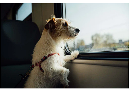 Personalized gifts for people who travel with their dogs