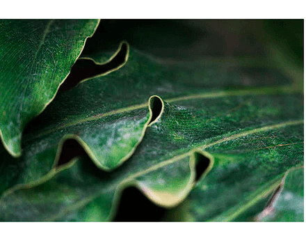 Sustainability is not a mere tagline; it is a mantra to us at GiftAFeeling