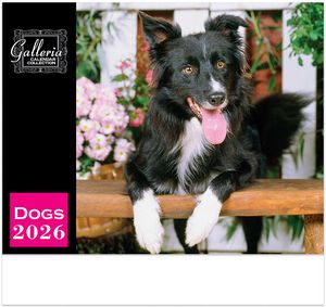 Galleria Wall Calendar 2026 Dogs Calendar