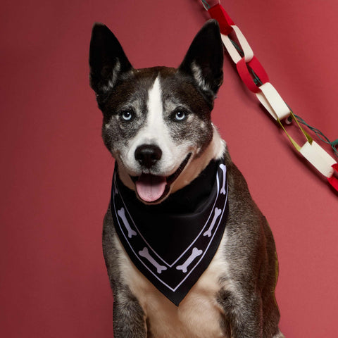 Paws & Claws Pet Bandana