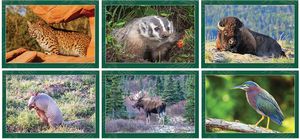 North American Wildlife Spiral Wall Calendar