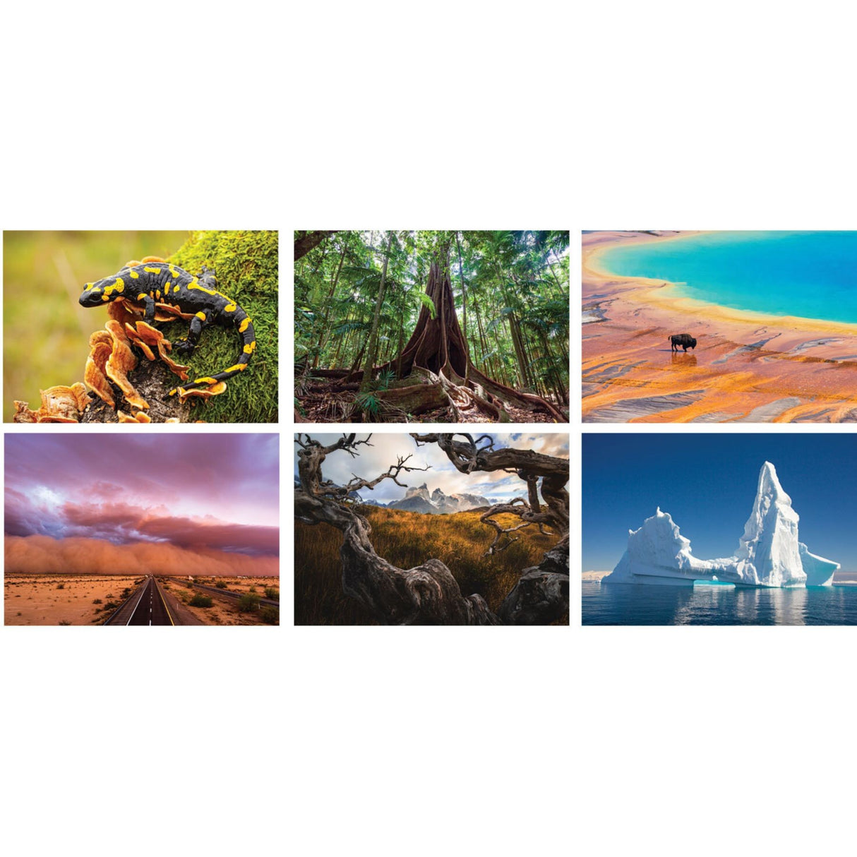 Luxe Gallery Amazing Nature Spiral Wall Calendar