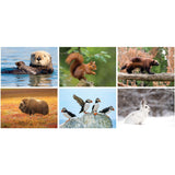 Full Colour North America Wildlife Spiral Calendar
