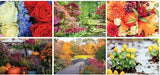 Full Colour Garden Splendor Spiral Wall Calendar