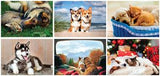 Furry Friends Spiral Wall Calendar