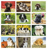 Puppies 2026 Calendar