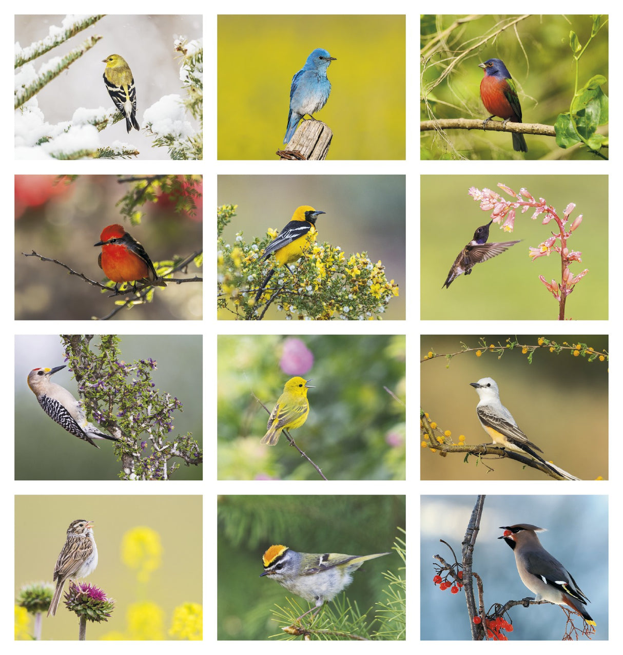 Good Value Birds of North America - Stapled Calendar month image