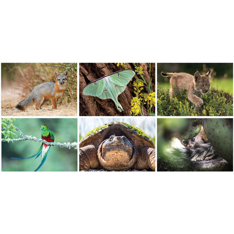 North American Wildlife Desk Cal.