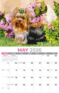 Galleria Wall Calendar 2026 Pets