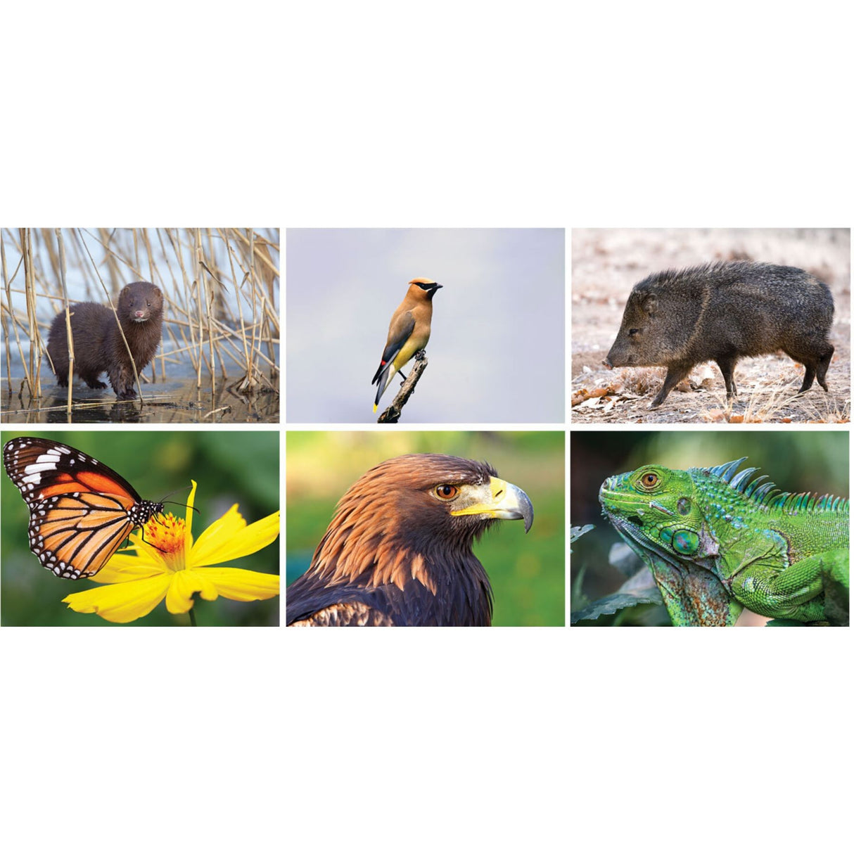 Full Colour North America Wildlife Spiral Calendar
