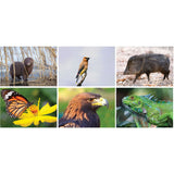 Full Colour North America Wildlife Spiral Calendar
