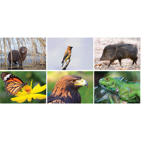 Full Colour North America Wildlife Spiral Calendar