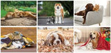 Full Colour Furry Friends Desk Calendar