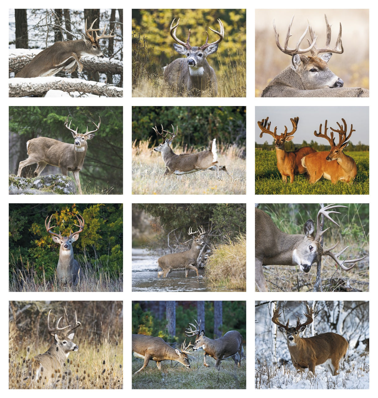 HotLine Products Trophy Whitetail Deer Appointment Calendar - Stapled month image