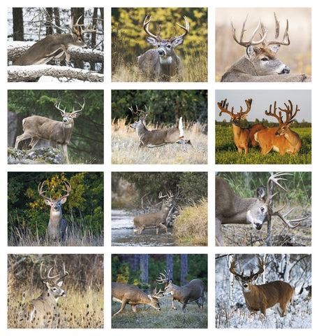 HotLine® Products Trophy Whitetail Deer Appointment Calendar - Stapled
