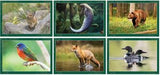 North American Wildlife Spiral Wall Calendar
