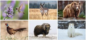 North American Wildlife Desk Calendar