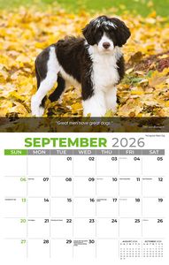 Galleria Wall Calendar 2026 Dogs Calendar