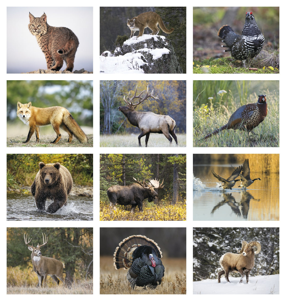 HotLine Products Wildlife Appointment Calendar - Spiral month image