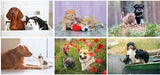 Full Colour Furry Friends Desk Calendar