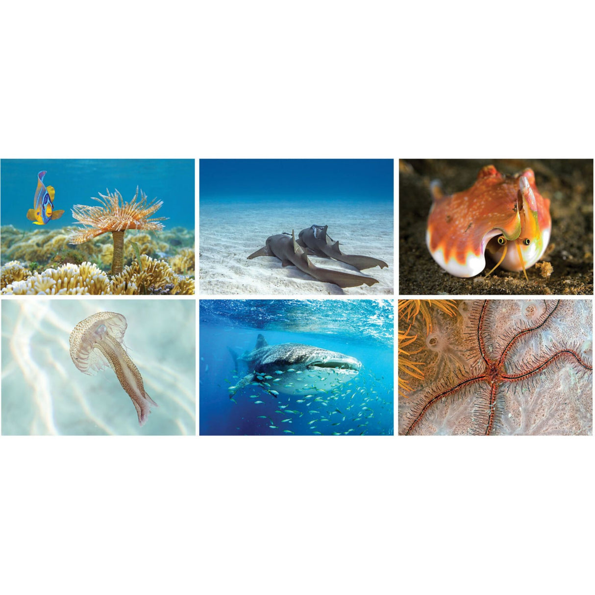 Underwater World Spiral Wall Calendar