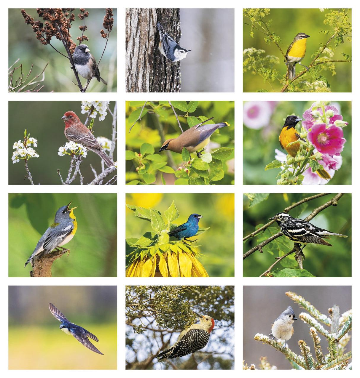 HotLine Products Songbirds Appointment Calendar - Stapled month image
