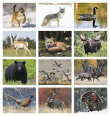 Wildlife Appointment Calendar - Spiral 2026 Calendar