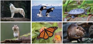 Full Colour North American Wildlife Desk Calendar