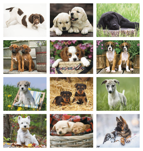 Triumph® Calendars Puppies Calendar