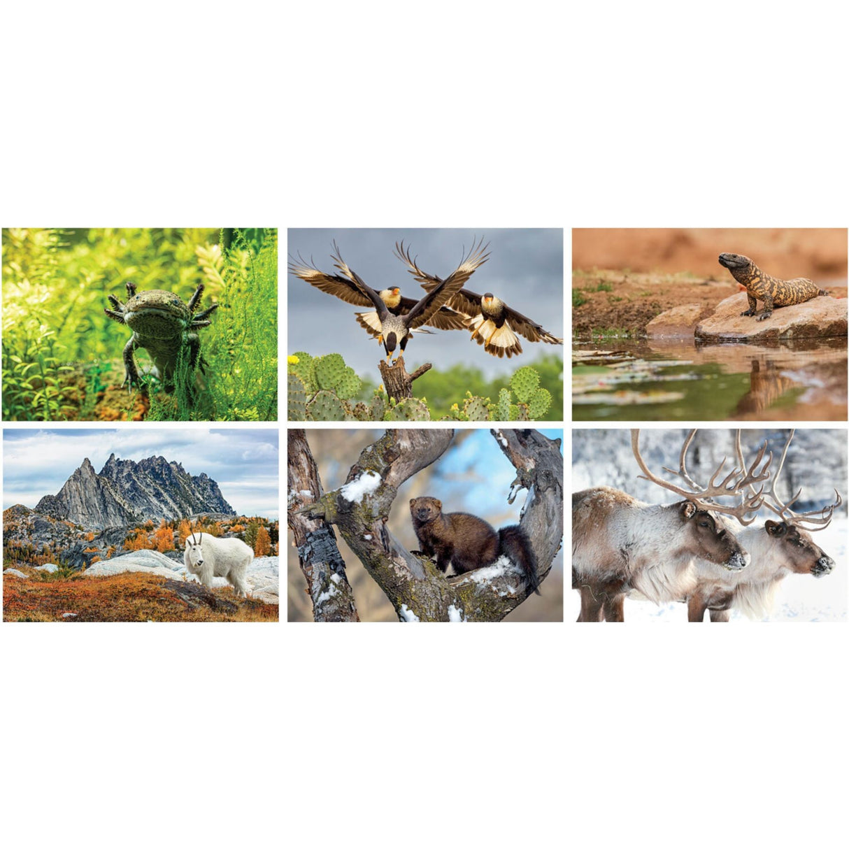 North American Wildlife Desk Cal.